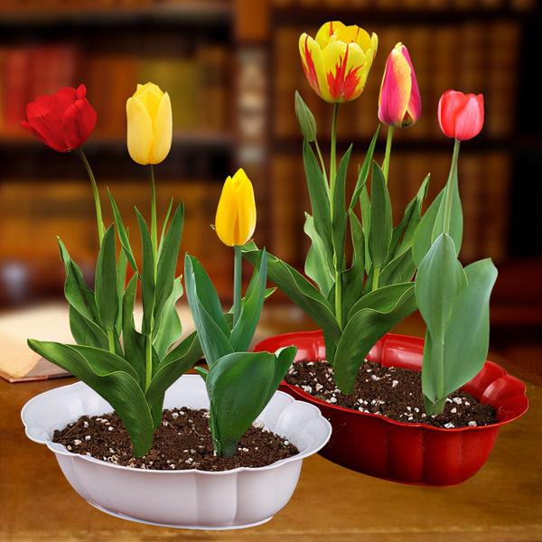 4種極具“高階感”的花，造型優雅上檔次，養在客廳特別有面子