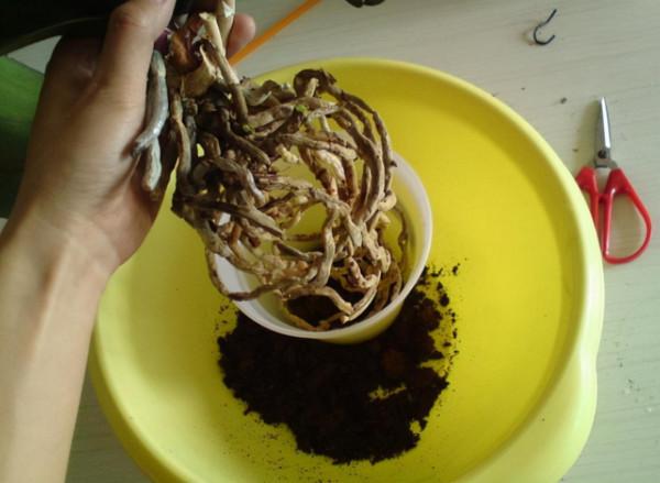 蝴蝶蘭爛葉又爛根,秋季這樣做,快速長新芽,春季就開花 蝴蝶蘭爛葉又爛根,秋季這樣做,快速長新芽,春季就開花