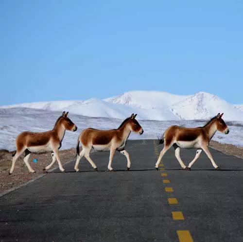 牧民救過野驢，遷徙2年後再相遇，野驢給恩人下跪
