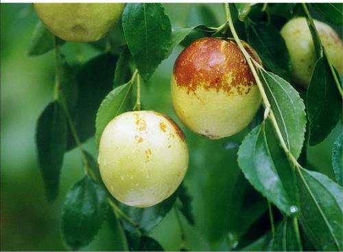 胃不好的人能吃甘蔗嗎?提醒:常見的3類水果,儘量遠離 胃不好的人能吃甘蔗嗎?提醒:常見的3類水果,儘量遠離