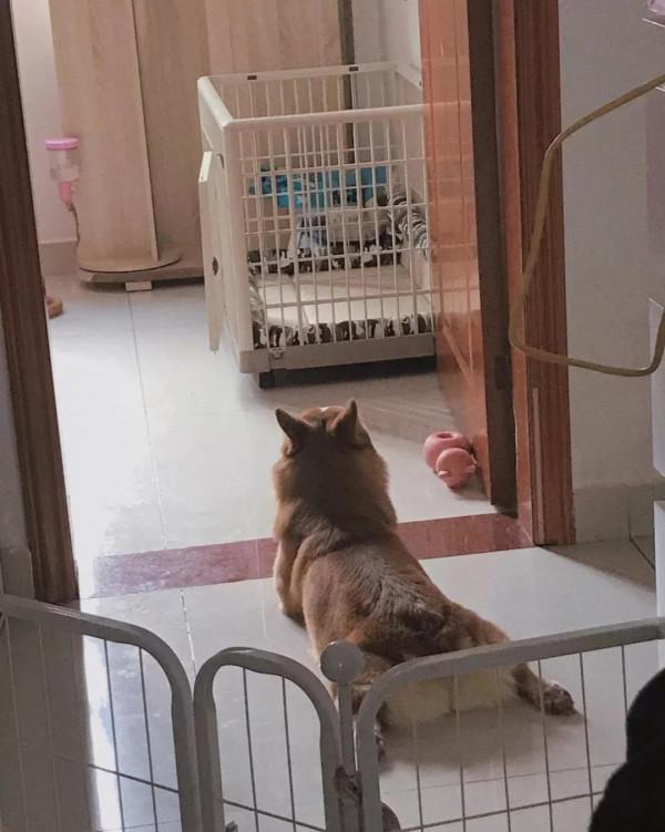 叮咚！療愈天使爆米花閃亮登場