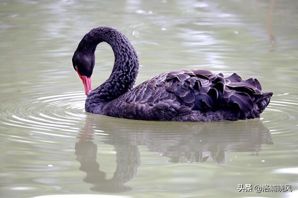 家鵝與天鵝是近親嗎？兼談家鵝與天鵝的區別