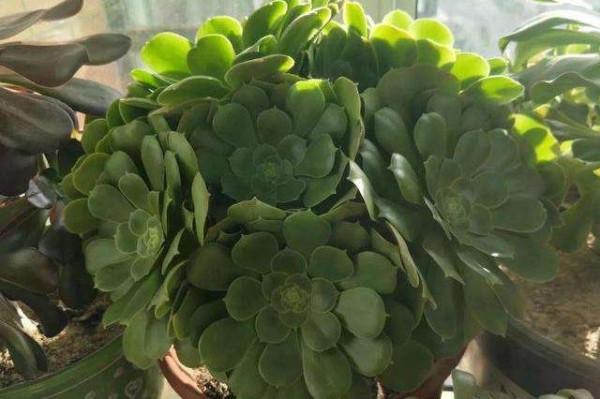 這四種多肉適合新手養，做好控養就能大變樣，普貨養出&OpenCurlyDoubleQuote;高階感&rdquo;