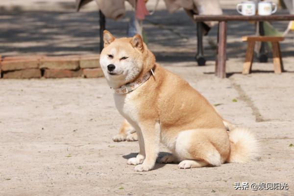 有夫妻相的明星:黃渤兩口子是“經典”,岳雲鵬兩口子就是緣分 有夫妻相的明星:黃渤兩口子是“經典”,岳雲鵬兩口子就是緣分