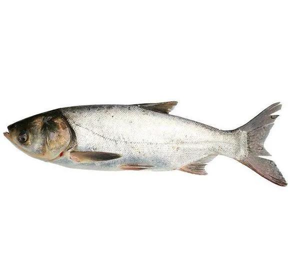 釣魚人不知道“四大家魚”是哪四種魚可不行 釣魚人不知道“四大家魚”是哪四種魚可不行