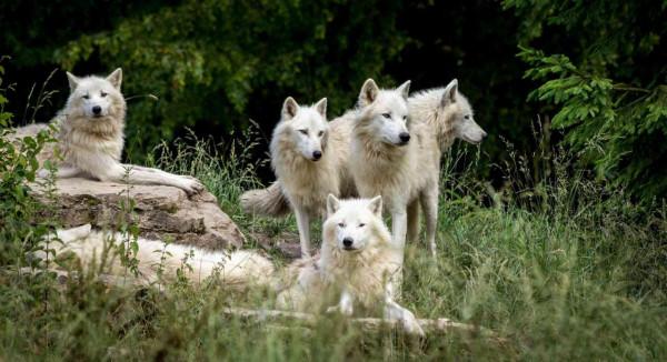 迪拜野生動物園將在 9 月 27 日恢復開放,首次提供餵養動物專案 迪拜野生動物園將在 9 月 27 日恢復開放,首次提供餵養動物專案