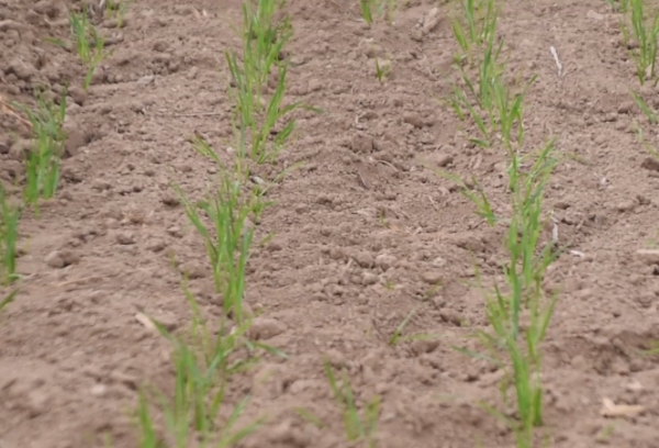 掌握2點,輕鬆防治小麥根腐病,農戶今年要注意 掌握2點,輕鬆防治小麥根腐病,農戶今年要注意
