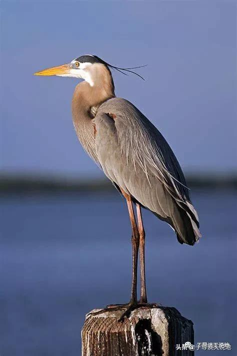 專題片生物多樣性系列之《鳥類天堂》解說詞