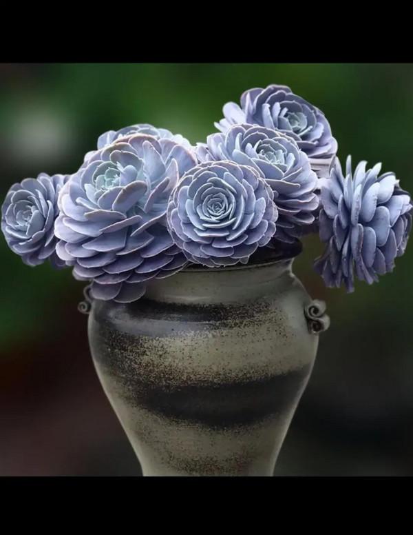 分享圖片，可愛的多肉們，收藏了