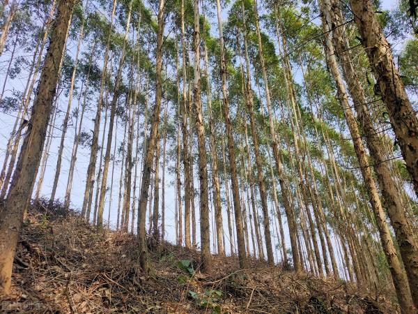 &OpenCurlyDoubleQuote;矇眼狂奔&rdquo;之後，廣西桉樹還有未來嗎？