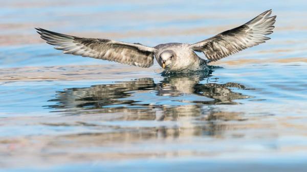會噴“臭油”自衛的鳥,被它射出的油命中,鷹也會失去飛行能力 會噴“臭油”自衛的鳥,被它射出的油命中,鷹也會失去飛行能力