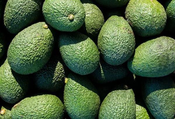 名氣很大的健康養生食物牛油果 其真實效果如何