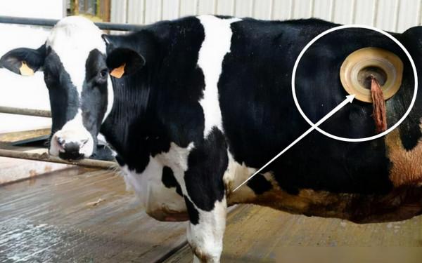 為什麼要在牛身上開個洞，還經常伸手進去掏，難道它們不會痛嗎？