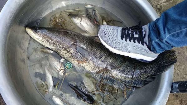 看見大魚但釣不起來,兩男子竟抽水抓魚,網友:是不是玩不起? 看見大魚但釣不起來,兩男子竟抽水抓魚,網友:是不是玩不起?