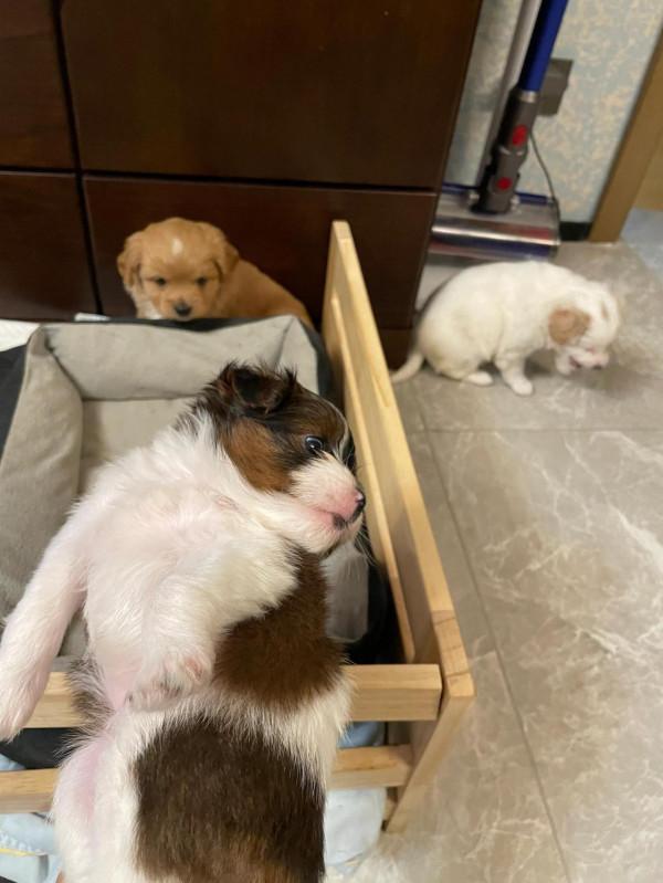 家有小狗初長成