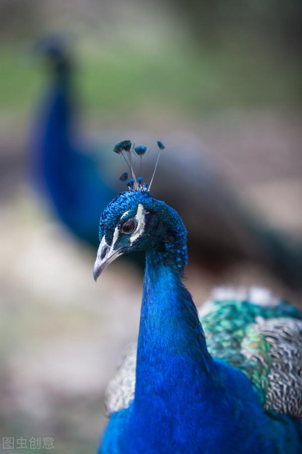 手機桌布‖美麗的孔雀