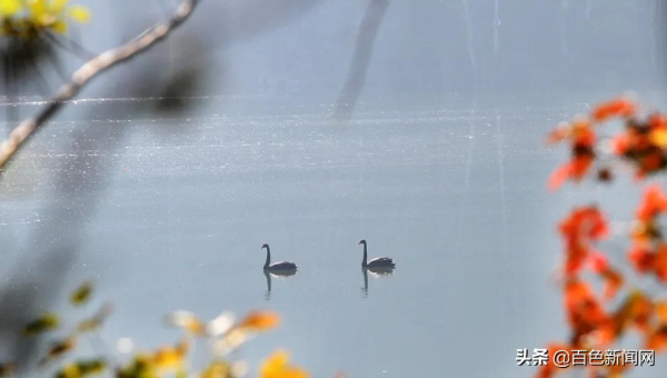 美到不捨得眨眼！來德保，邂逅黑天鵝