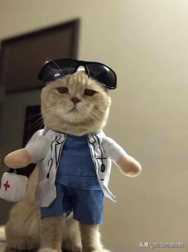 為啥叫貓“主子”？看了他的臉你就明白了