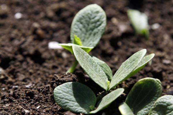 紅糖、白糖、葡萄糖三種糖該如何使用？到底用哪個效果更好？