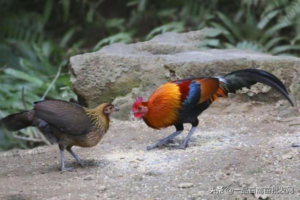 這種雞均重不到3斤,土雞香味更濃,更適合在農村山地放養 這種雞均重不到3斤,土雞香味更濃,更適合在農村山地放養