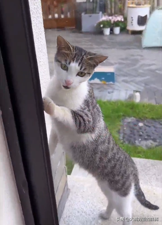 流浪貓多次上門求收養，被拒後仍不死心“擠進去”，結果被打臉