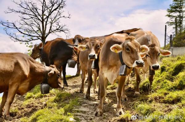 皮拉圖斯山丨古老的瑞士有一條龍