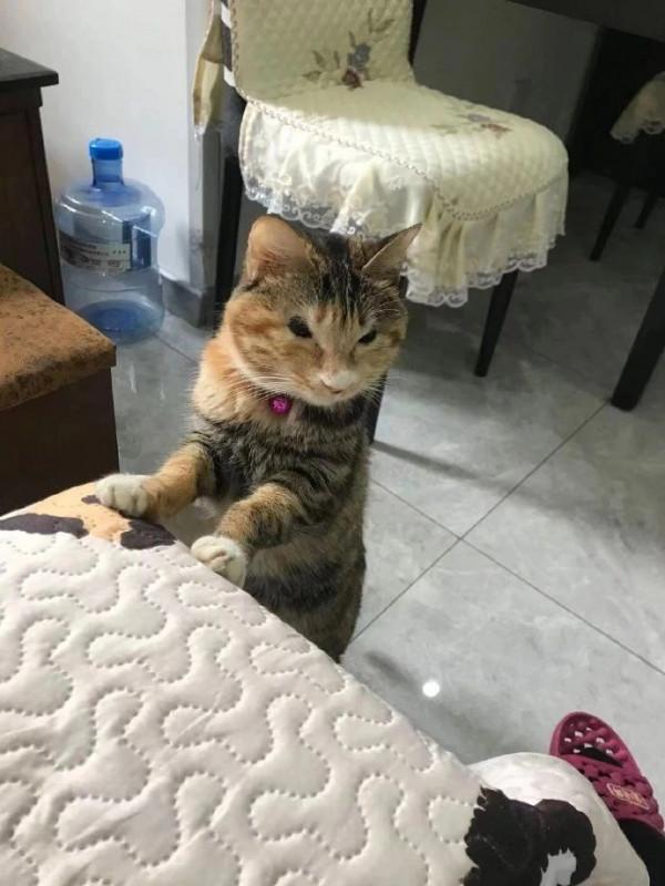 品種貓與田園貓的3大對比,無論是哪種貓,都值得溫柔以待 品種貓與田園貓的3大對比,無論是哪種貓,都值得溫柔以待