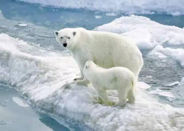 全球變暖將停止,地球是否開始變冷?科學家卻說不該來的還是來了 全球變暖將停止,地球是否開始變冷?科學家卻說不該來的還是來了