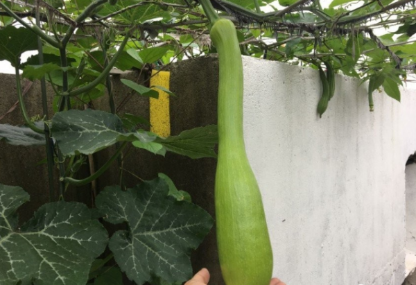 神奇的蔬菜“砍瓜”：隨吃隨砍、砍後能長出來，一株就夠全家人吃