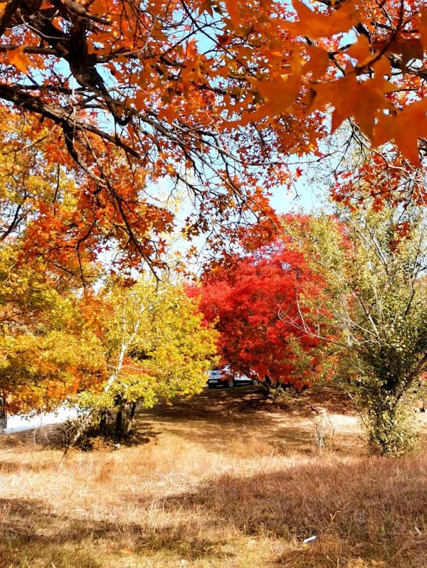 內蒙古烏旦塔拉草原上最美的五角楓林