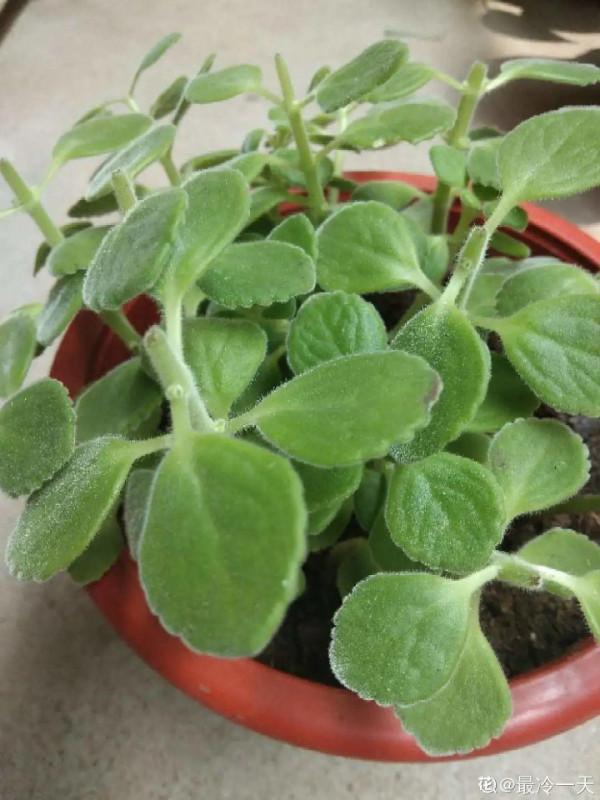 屋裡養盆“香水花”,活脫脫的“活香水”,滿屋香味還特別耐寒 屋裡養盆“香水花”,活脫脫的“活香水”,滿屋香味還特別耐寒