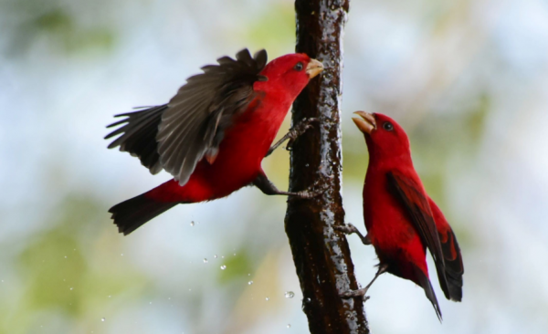 朱雀的原型你見過嗎?這兩種鳥辨識度十足,後者長相驚豔 朱雀的原型你見過嗎?這兩種鳥辨識度十足,後者長相驚豔