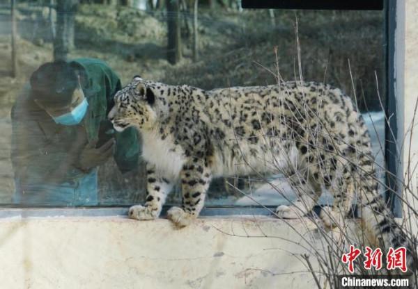 青藏高原野生動物園的雪豹&OpenCurlyDoubleQuote;奶爸&rdquo;