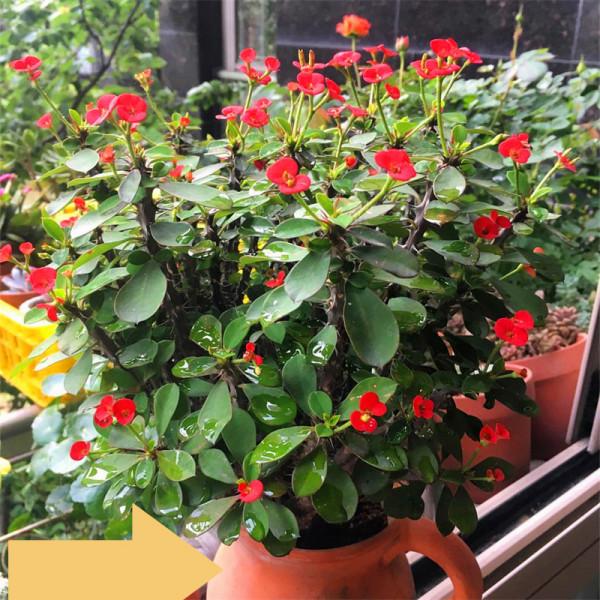 喜歡“小盆”的12種花，幹養多曬，擠著養，枝葉翠綠花大如碗