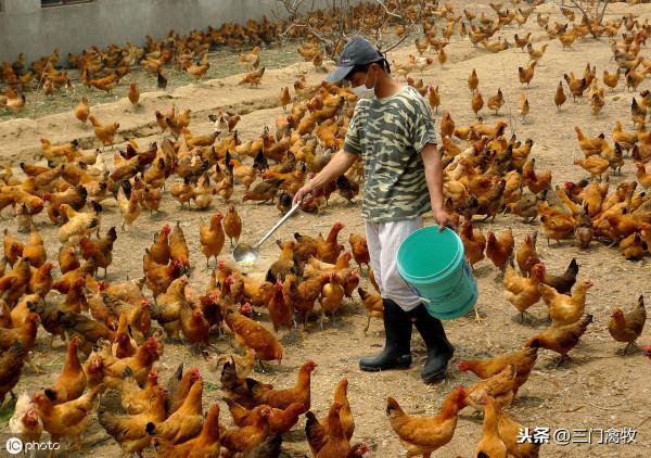 雞癱瘓,腿軟,站不起來是什麼原因?怎麼治療?教你認清疾病 雞癱瘓,腿軟,站不起來是什麼原因?怎麼治療?教你認清疾病