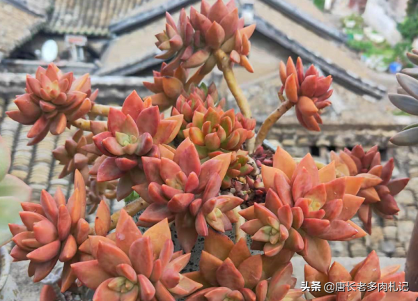 新手花100元如何買多肉？聽老肉友的話，能買很多容易上手的品種