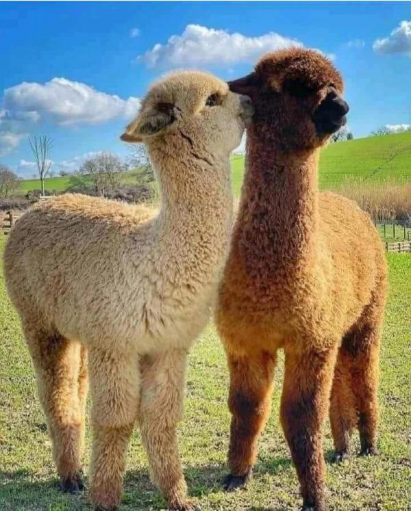 呆萌呆萌的小動物