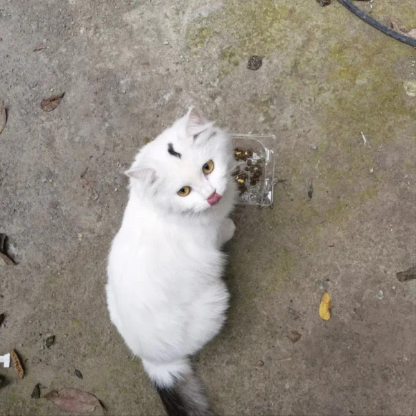 好心人士投餵流浪貓，發現一隻小喵骨骼驚奇，容貌英氣逼人