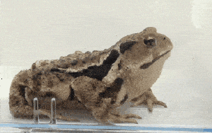 神奇的昆蟲逃生