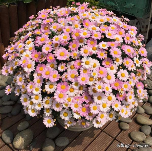 家裡養了3種花，養兩年趕緊丟掉，越老越醜不值錢，你家養過幾種