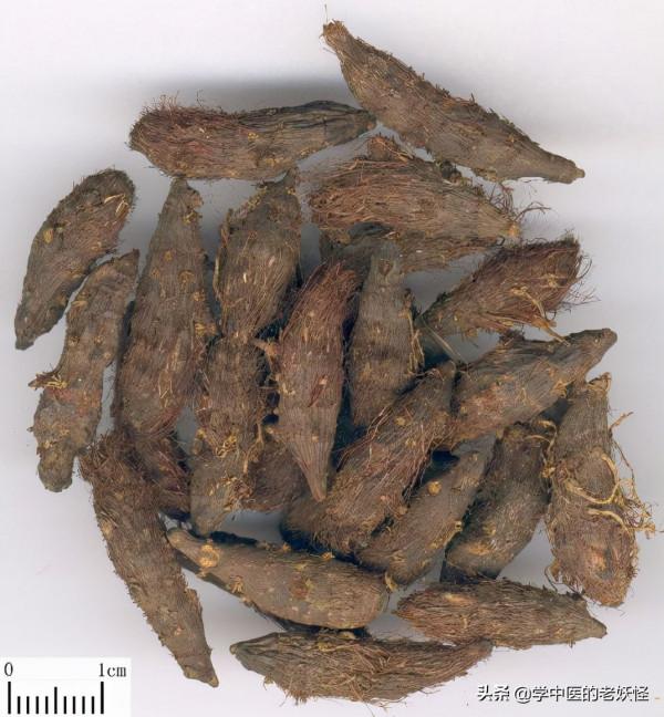 每天學習一味中藥——香附 每天學習一味中藥——香附