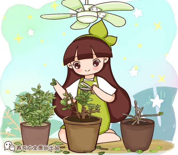 你瞭解長壽花嗎？開花滿盆還很好養，家裡有一盆喜慶極了