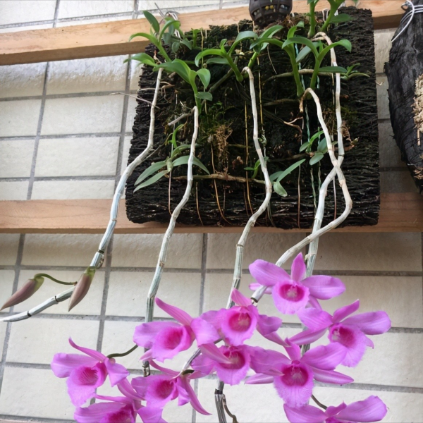 秋天到了，滿地都是寶貝“松樹皮”，養花有奇效