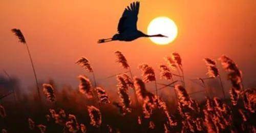 當代散文||心中的白天鵝 當代散文||心中的白天鵝