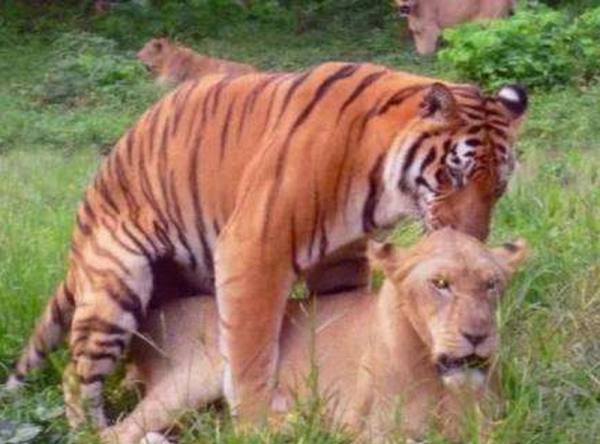 動物園裡一對獅虎情投意合，講述獅虎愛情故事，結果如何？