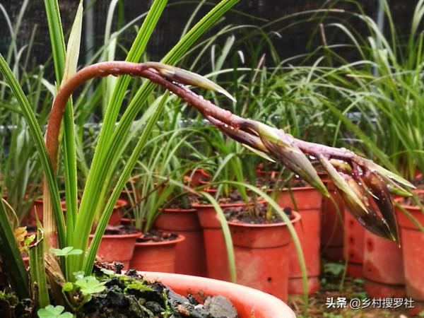 蘭花春化的技巧，謹防花苞在冬眠期復甦，新手蘭友想做卻不敢做