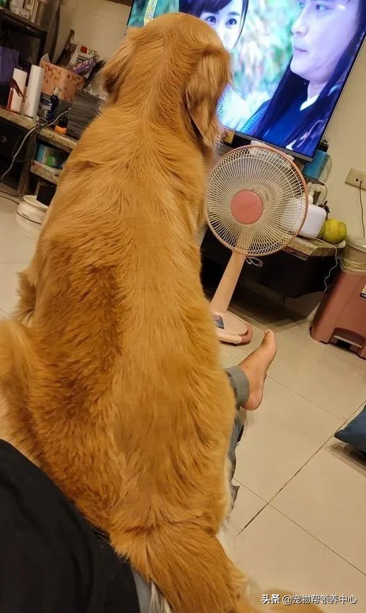 金毛和外婆搶伸縮繩，竟機智伸爪按住：你快鬆手！這是我的了