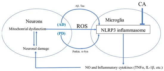 研究：迷迭香中的化合物可能是對抗COVID-19的&OpenCurlyDoubleQuote;雙管齊下的武器&rdquo;