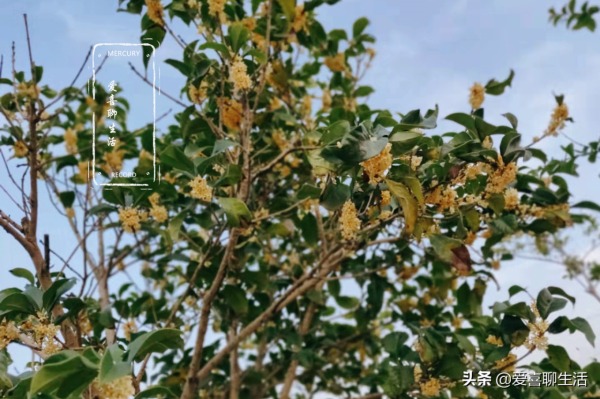 自制桂花蜜，水洗晾曬都不對，跟我這樣做，香味濃郁放多久都不壞