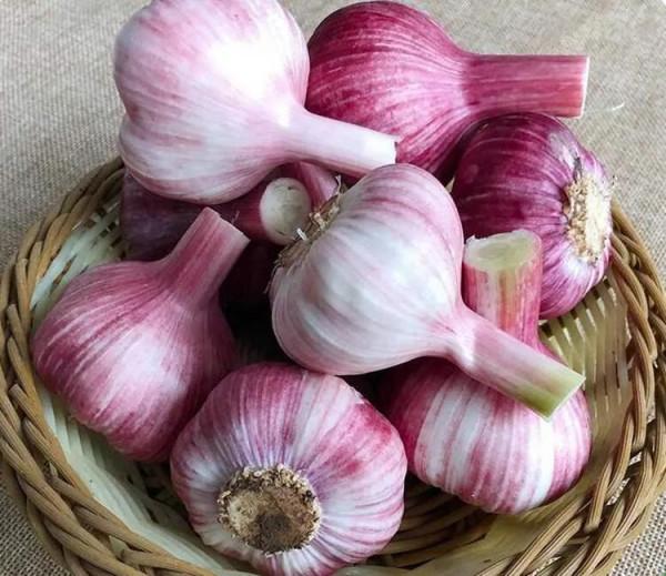 《為了永遠的健康，我不吃以下這些東西及類似的東西》